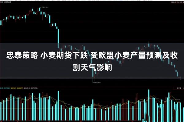 忠泰策略 小麦期货下跌 受欧盟小麦产量预测及收割天气影响